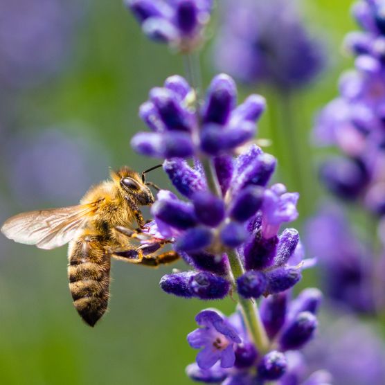 Honey bee